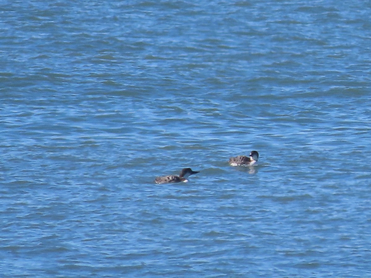 Common Loon - ML552443371