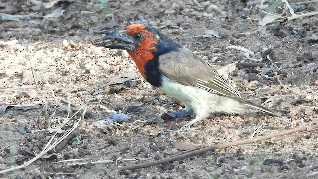 Black-collared Barbet - ML552443581