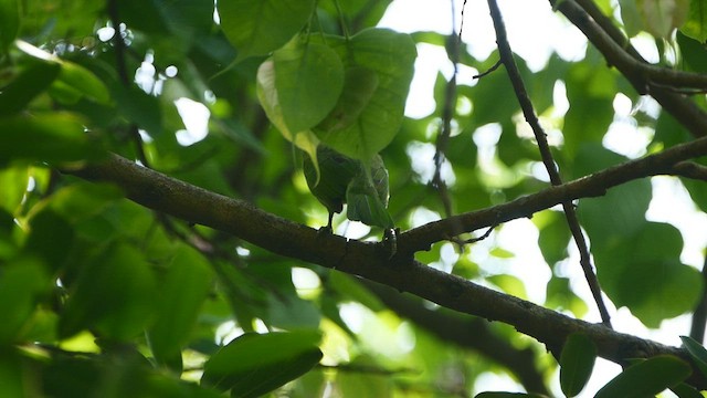 Blauwangen-Bartvogel - ML552443911