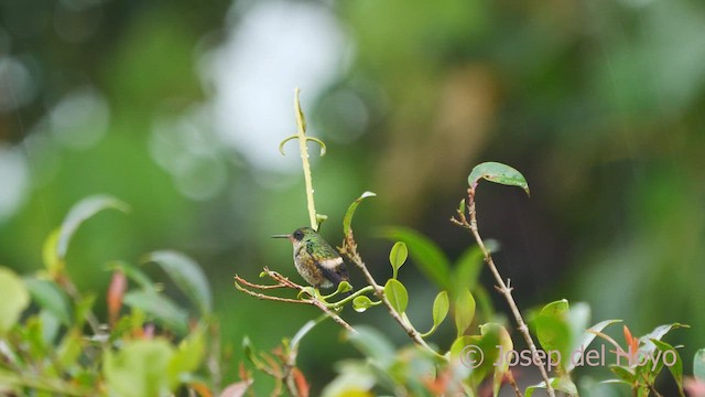 Coqueta Crestinegra - ML552444301