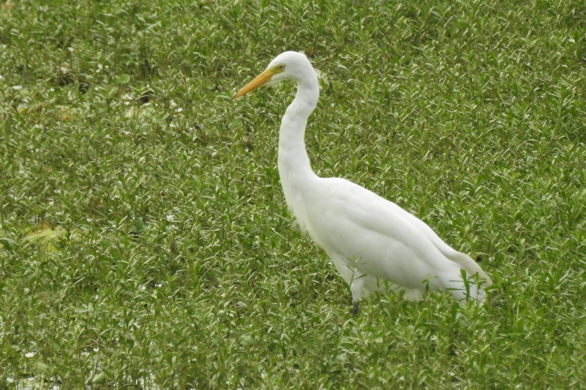 Medium Egret - ML552445261