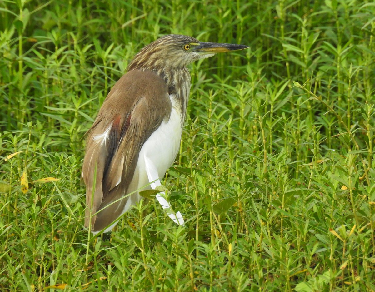 Indian Pond-Heron - ML552445391