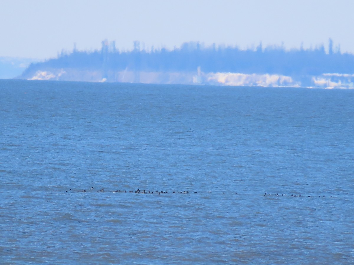 Greater Scaup - ML552446131