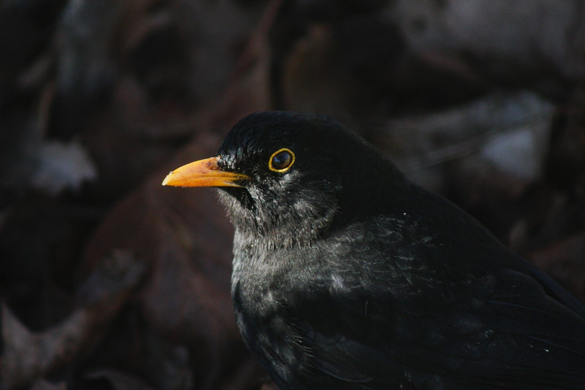 Eurasian Blackbird - ML552446511