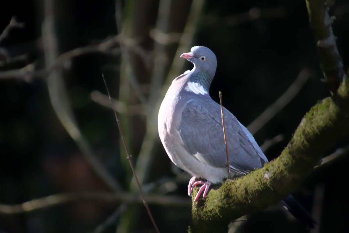 Common Wood-Pigeon (White-necked) - ML552446541