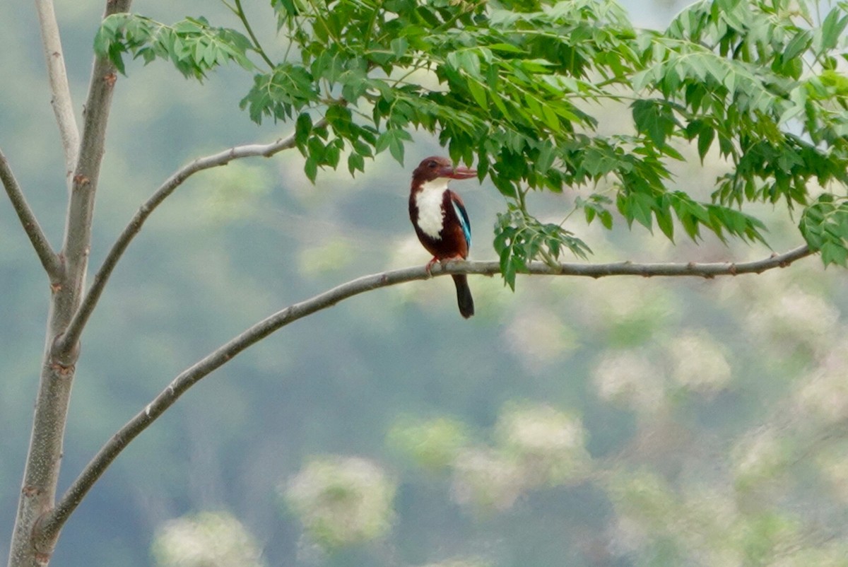 White-throated Kingfisher - ML552446951