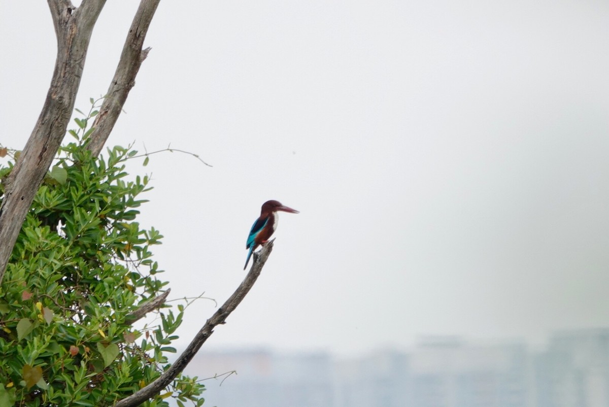 White-throated Kingfisher - ML552446961