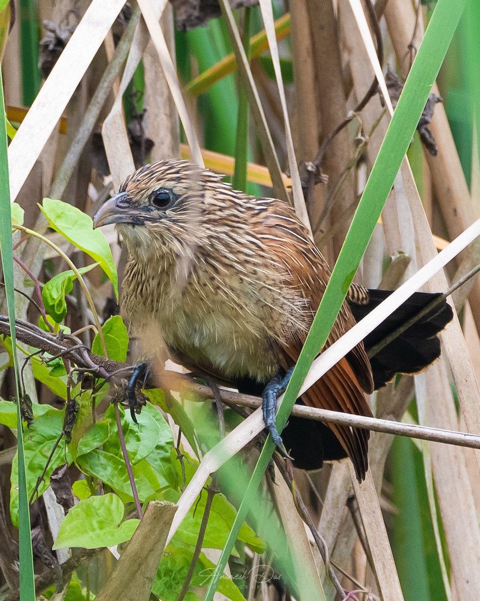 Lesser Coucal - Animesh Das