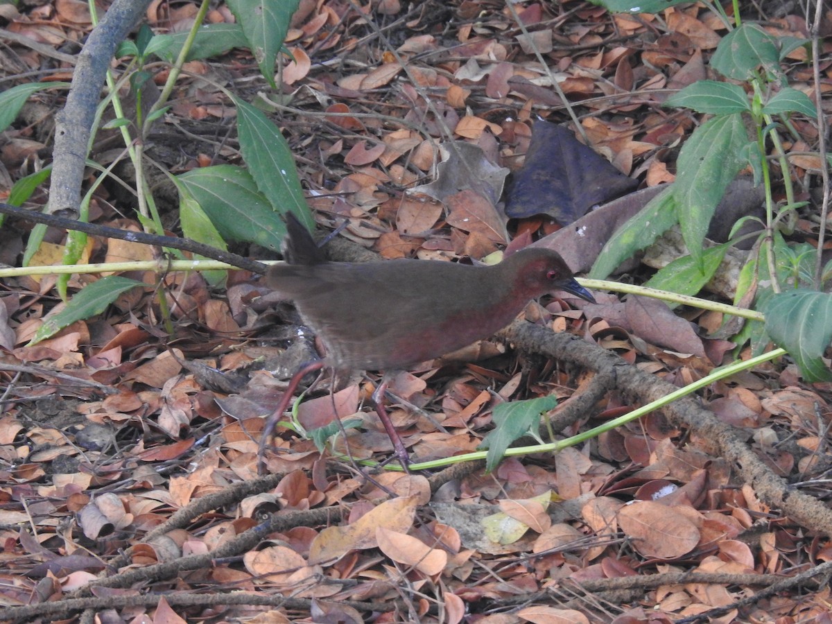 Ruddy-breasted Crake - ML552447611