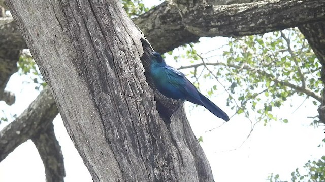 Burchell's Starling - ML552449601