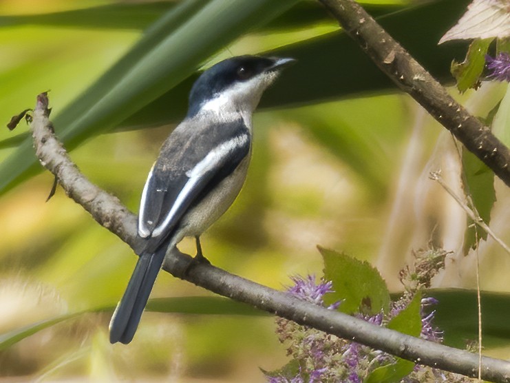 Bar-winged Flycatcher-shrike - Indu Shekhar Deo