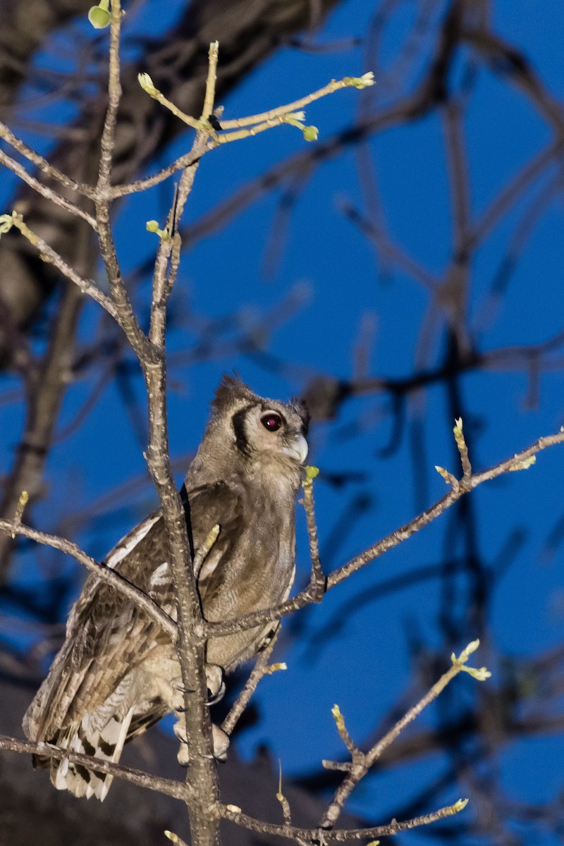 Verreaux's Eagle-Owl - Ravi Patel