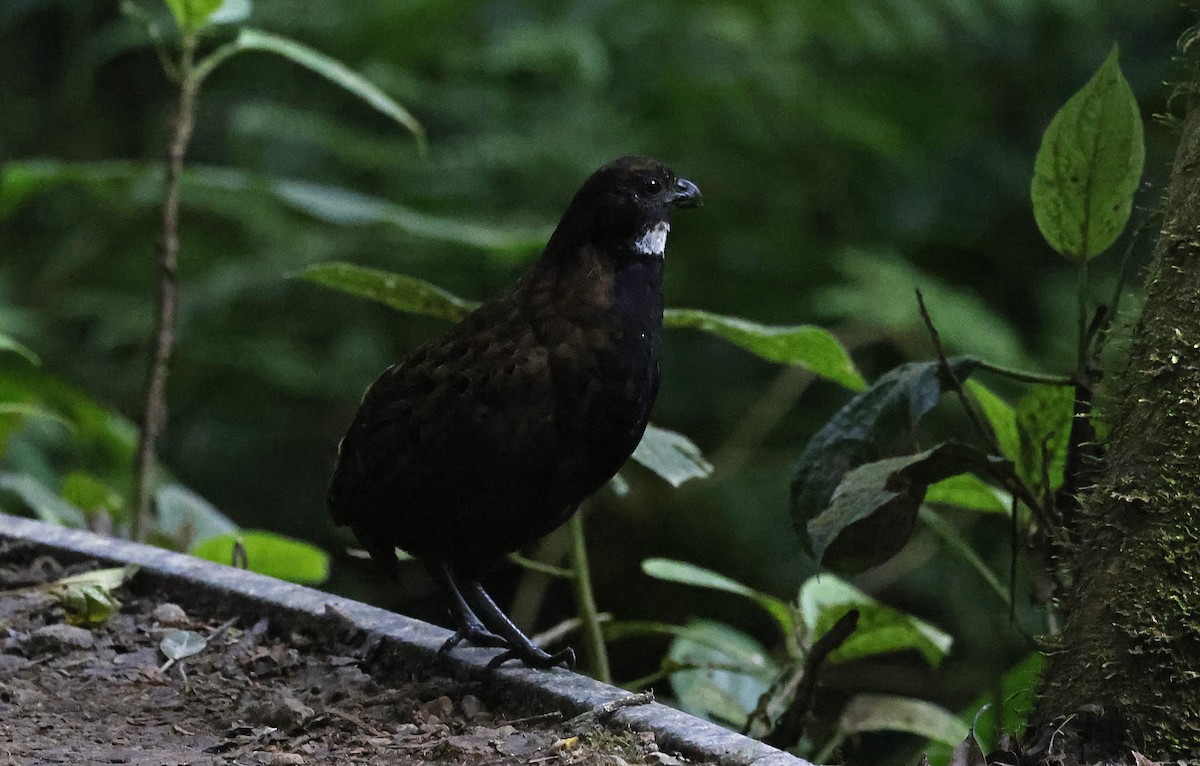 Black-breasted Wood-Quail - Paul Chapman