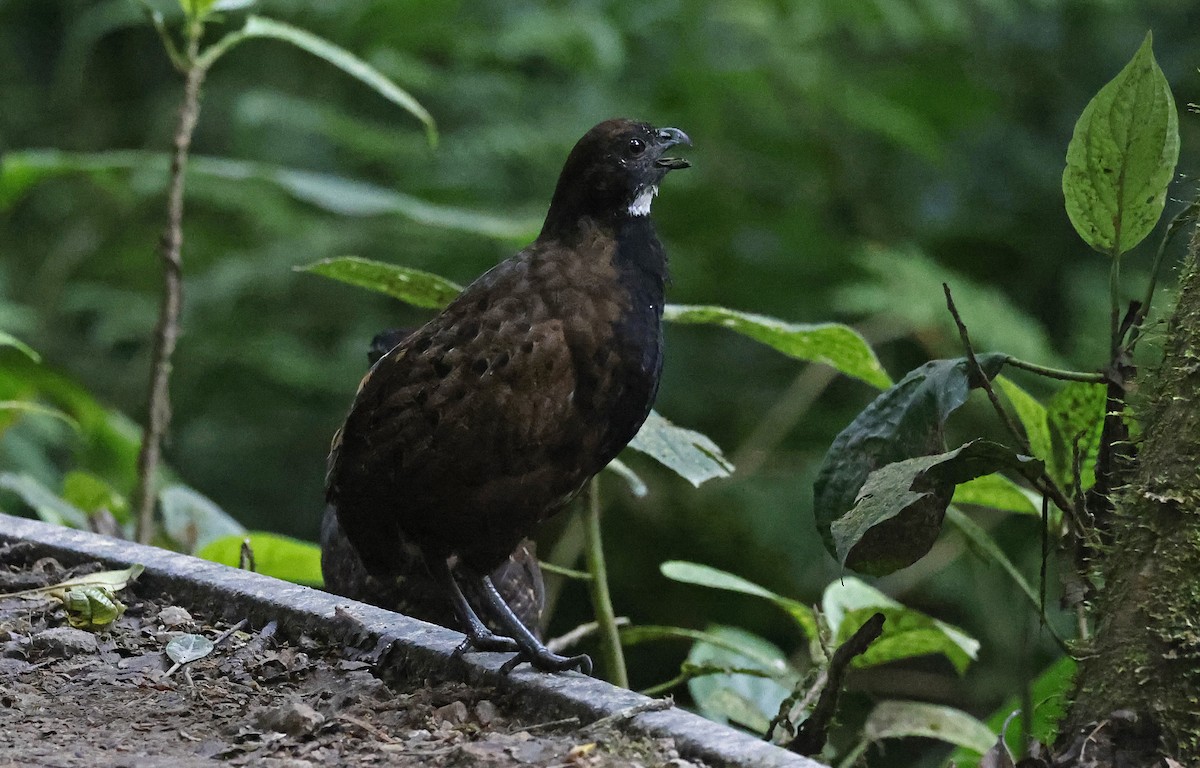 Black-breasted Wood-Quail - ML552451241