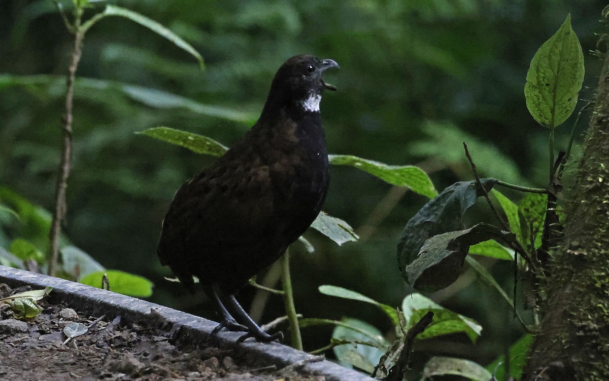 Black-breasted Wood-Quail - ML552451251