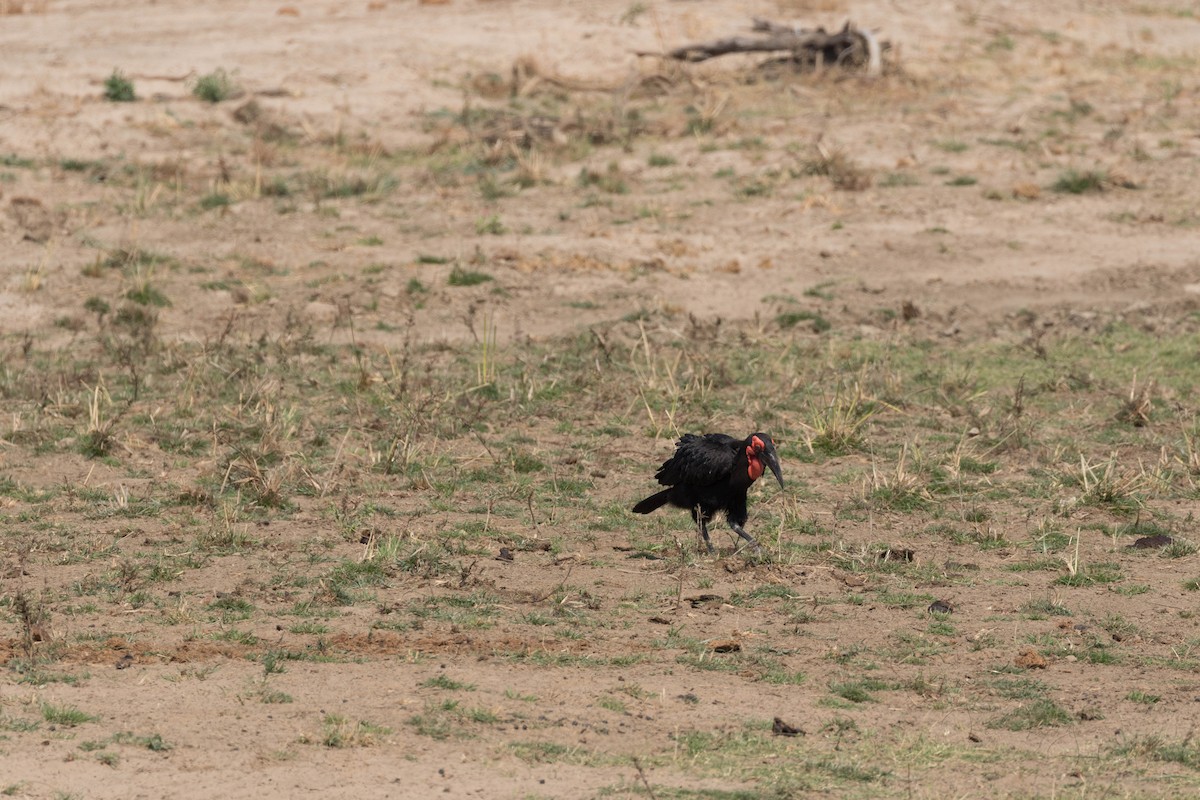 Southern Ground-Hornbill - ML552451381