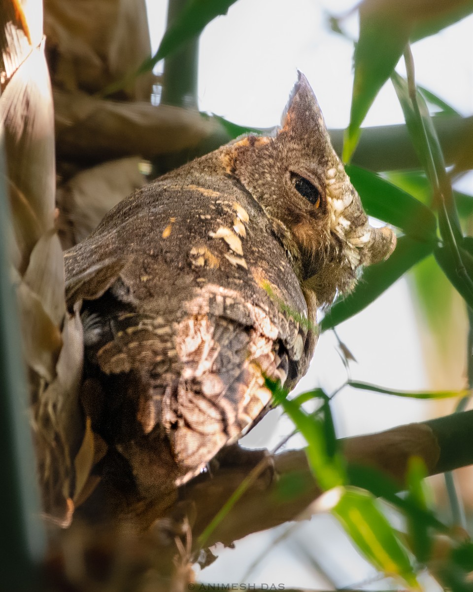 Oriental Scops-Owl - Animesh Das