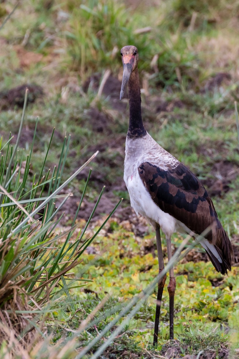 Saddle-billed Stork - Ravi Patel