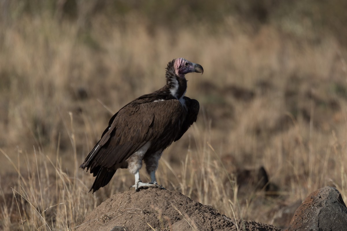 Lappet-faced Vulture - ML552452751