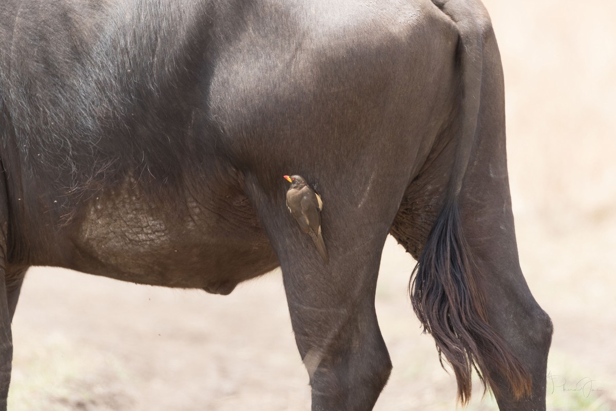 Yellow-billed Oxpecker - ML552452801