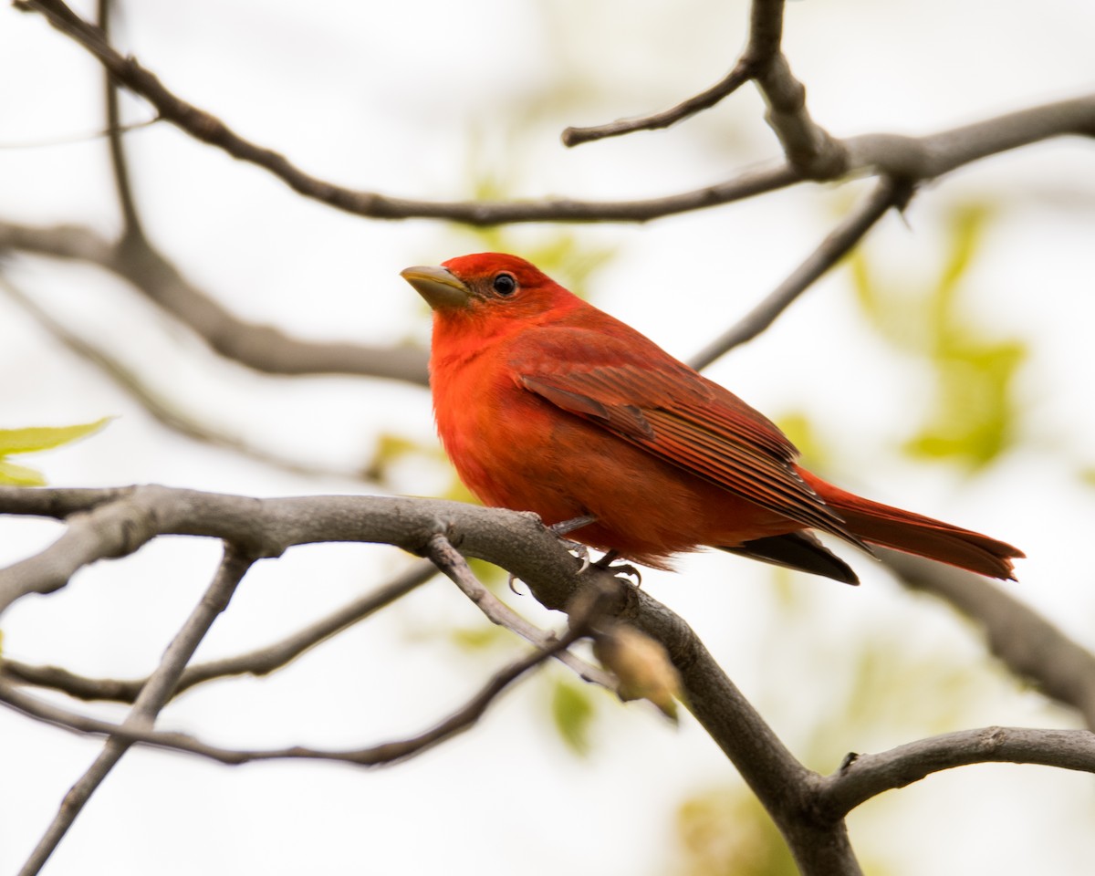 Summer Tanager - Nic Allen