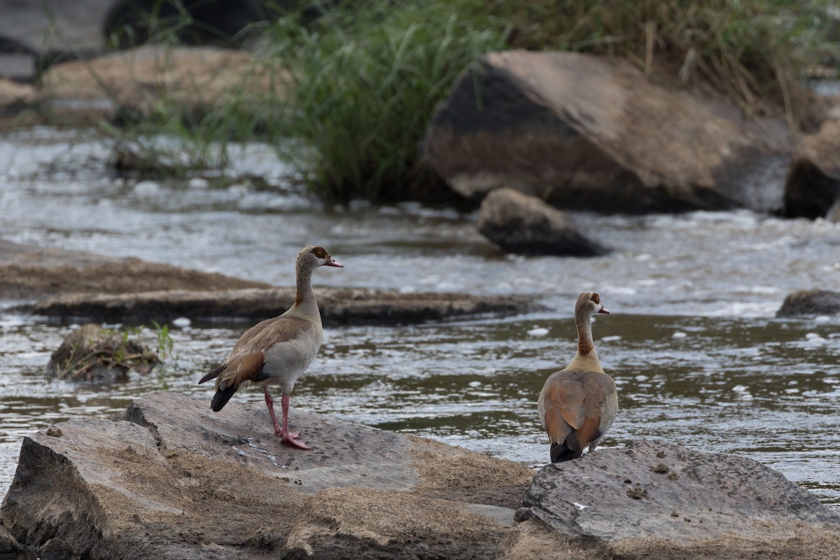 Egyptian Goose - ML552452841