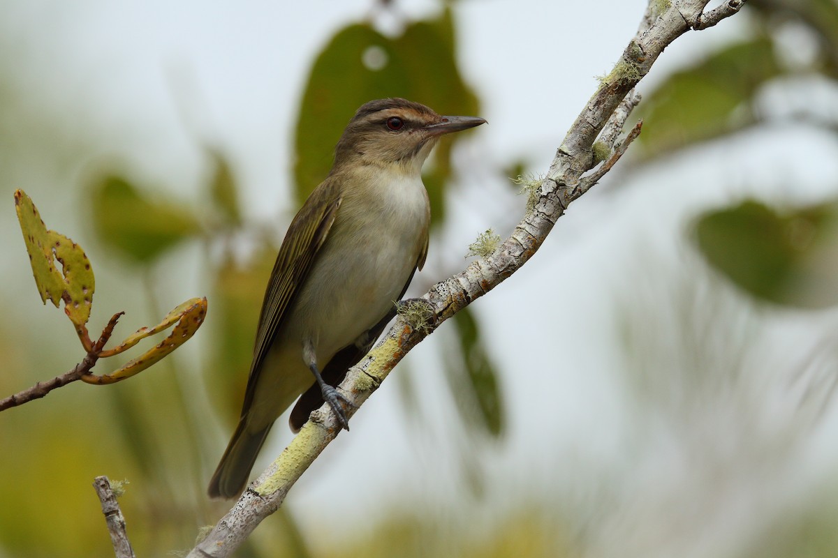 Black-whiskered Vireo - Patrick J. Blake