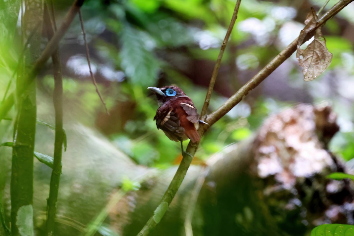 Visayan Broadbill - ML552454461