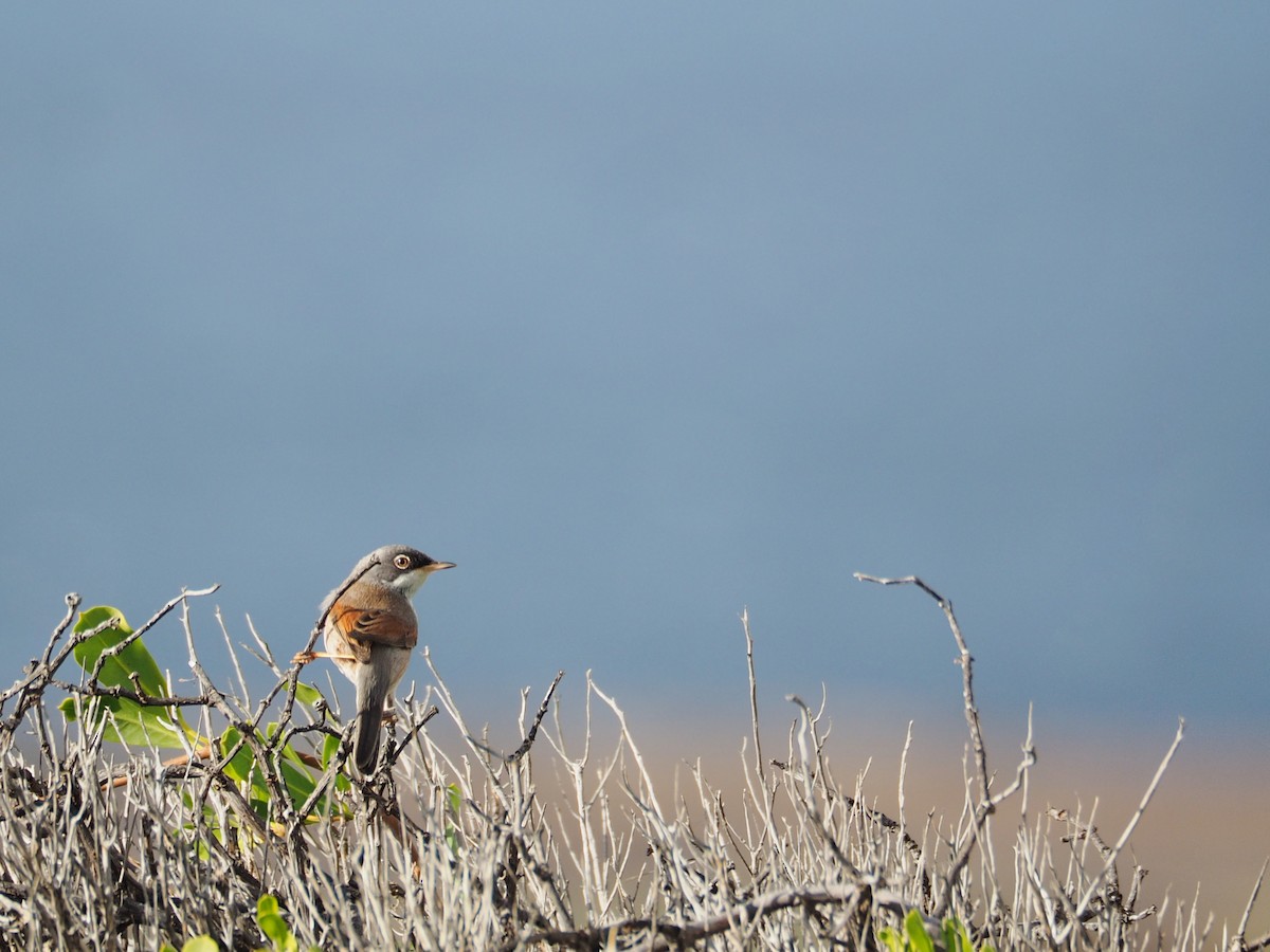Spectacled Warbler - ML552455881