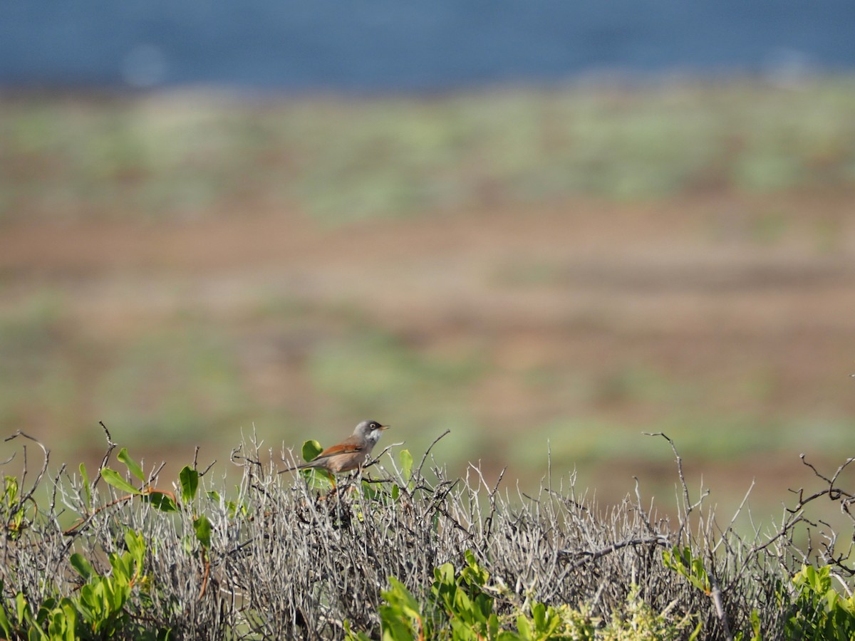 Spectacled Warbler - ML552455891