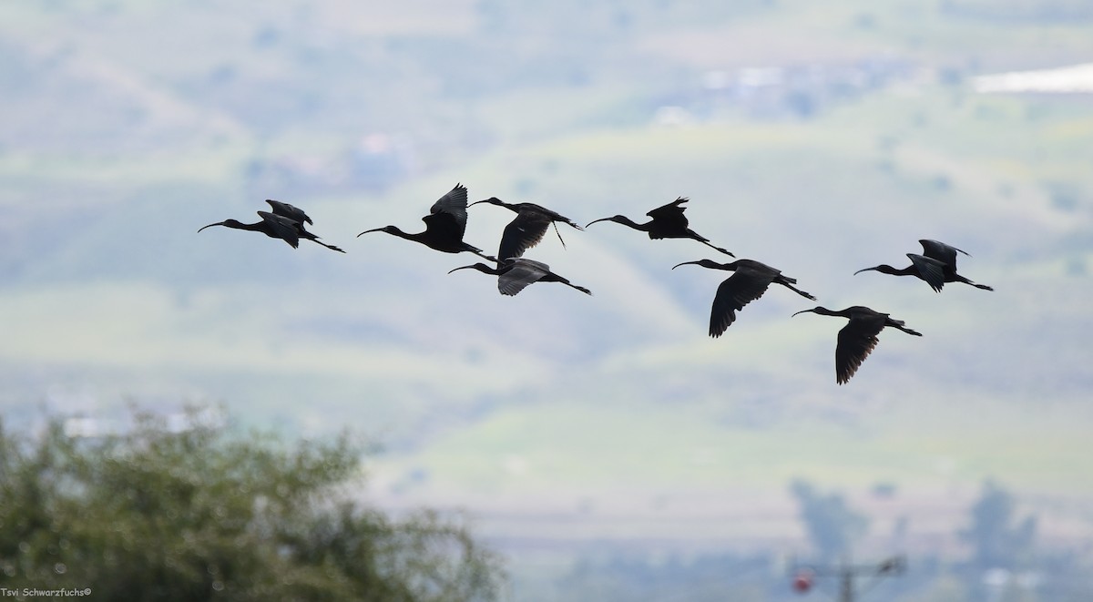 Glossy Ibis - צבי שוורצפוקס