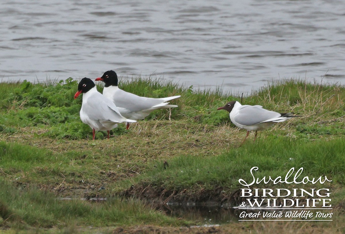 Mediterranean Gull - ML552456211