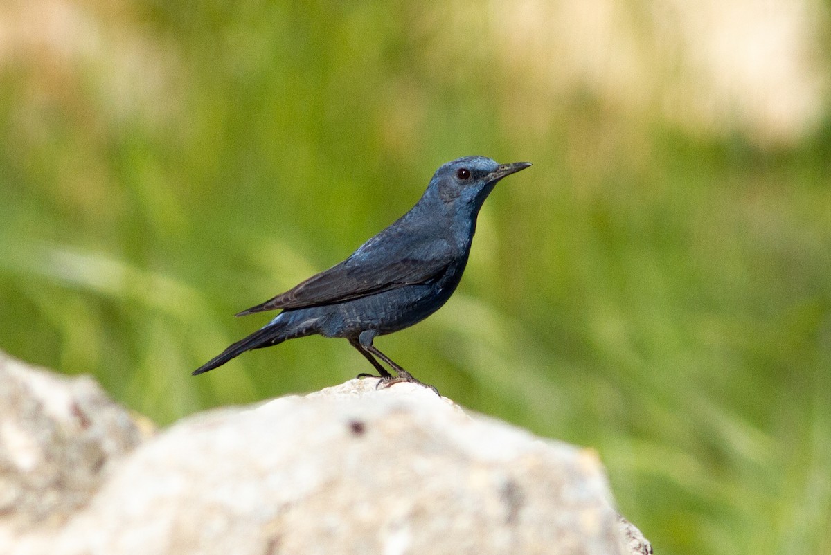 Blue Rock-Thrush - Oded Ovadia