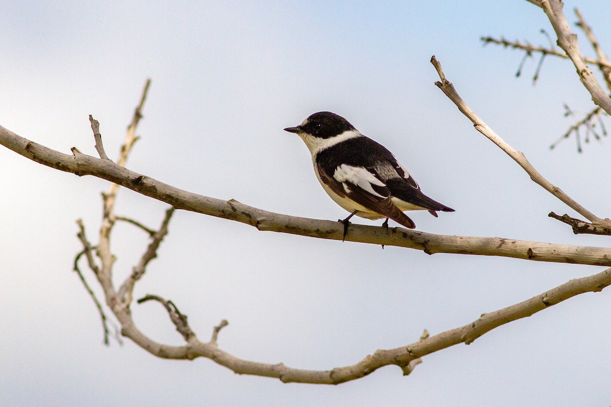 Collared Flycatcher - ML552456841