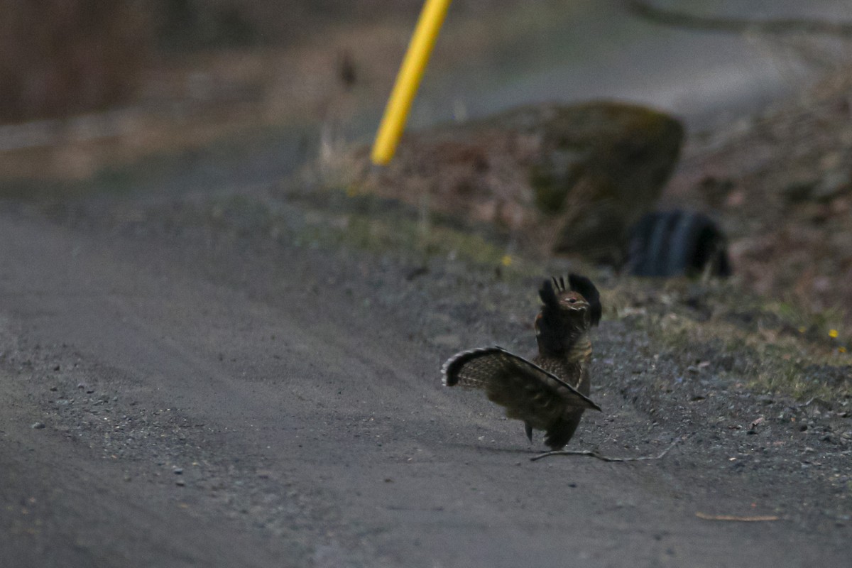 Ruffed Grouse - ML552457481