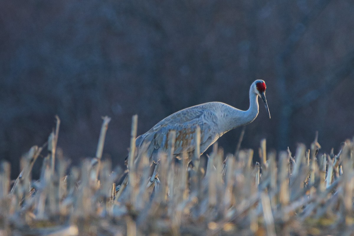 Sandhill Crane - ML552457601
