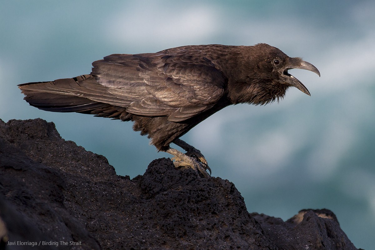 Common Raven - ML55245761