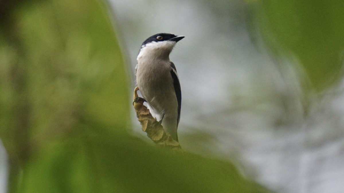 Bar-winged Flycatcher-shrike - ML552457981