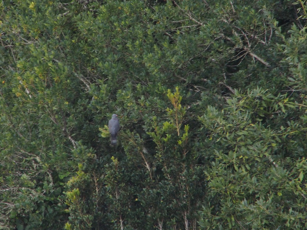 Pigeon de Bolle - ML552458861