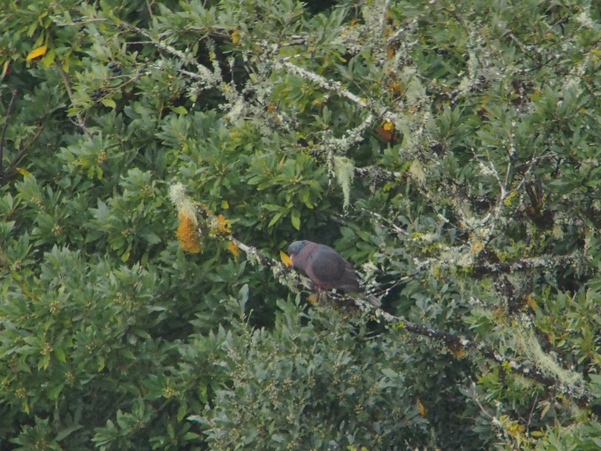 Pigeon des lauriers - ML552458921