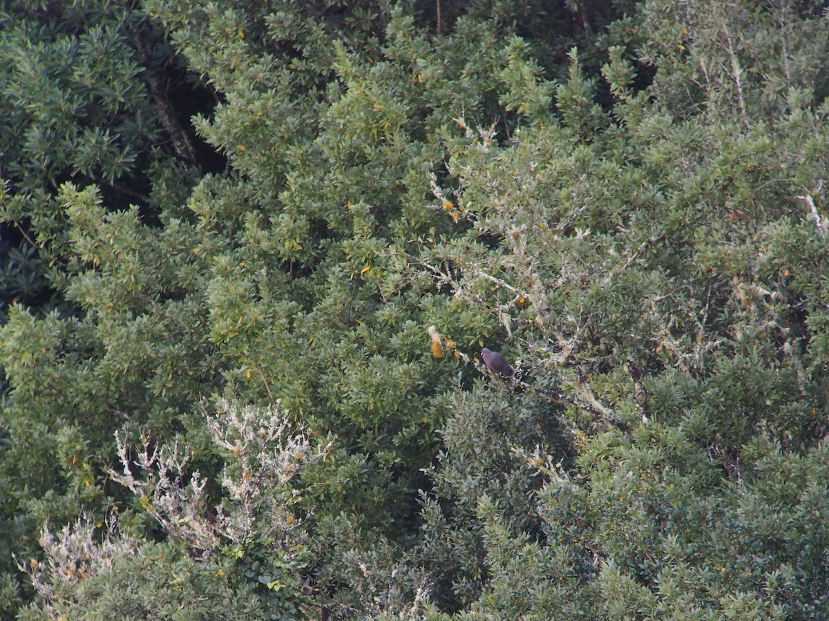 Laurel Pigeon - ML552458931