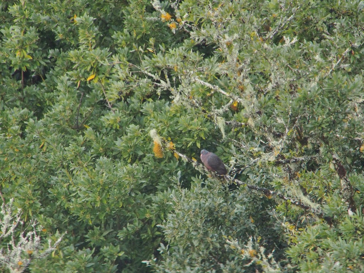 Pigeon des lauriers - ML552458941