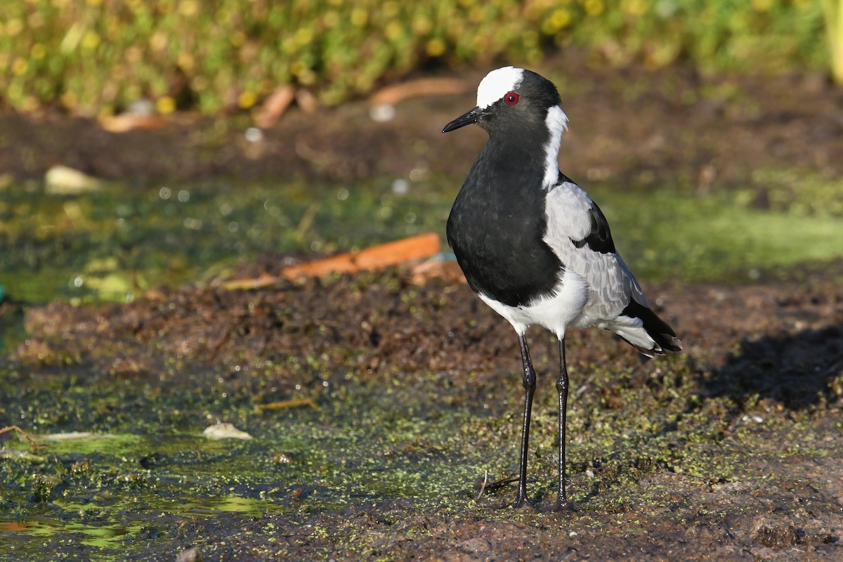 Blacksmith Lapwing - Regard Van Dyk