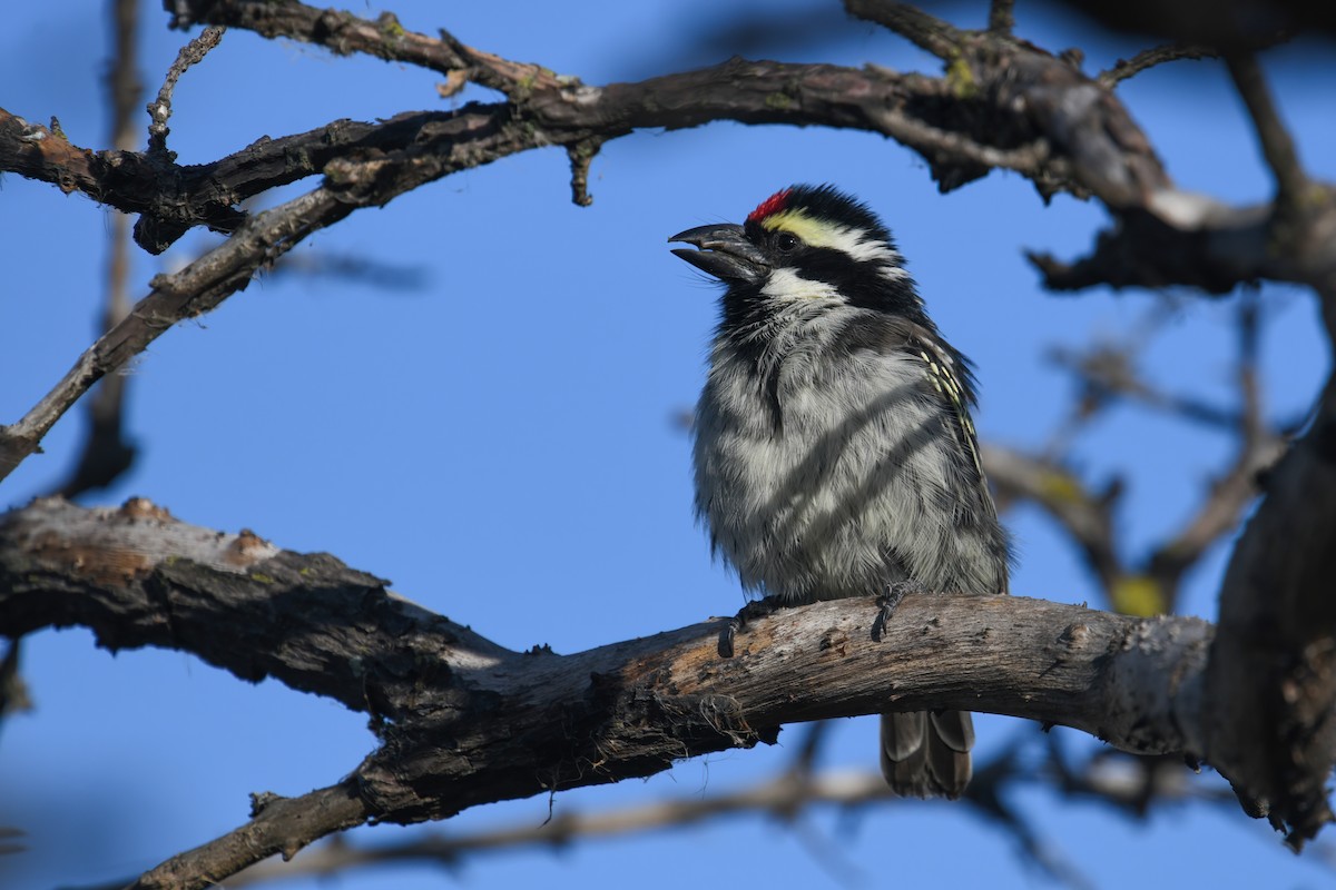 Pied Barbet - Regard Van Dyk