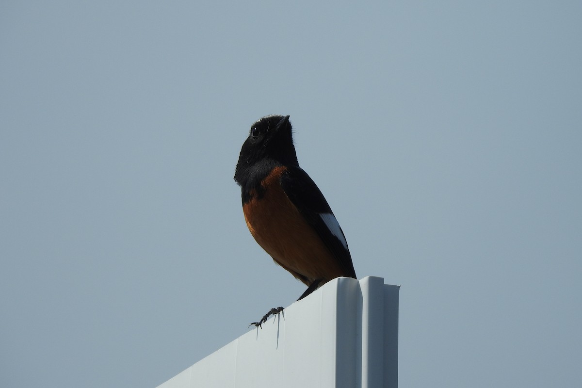 Daurian Redstart - ML552461911