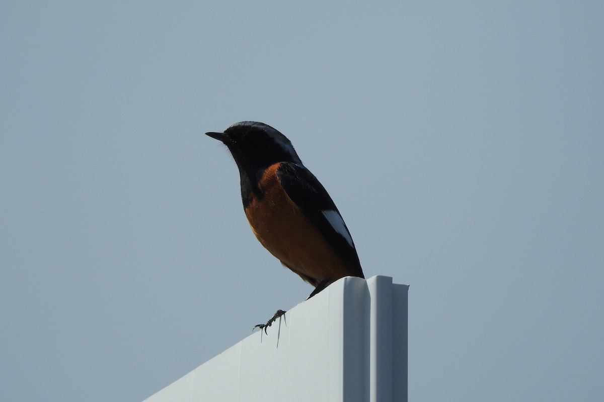 Daurian Redstart - ML552461921