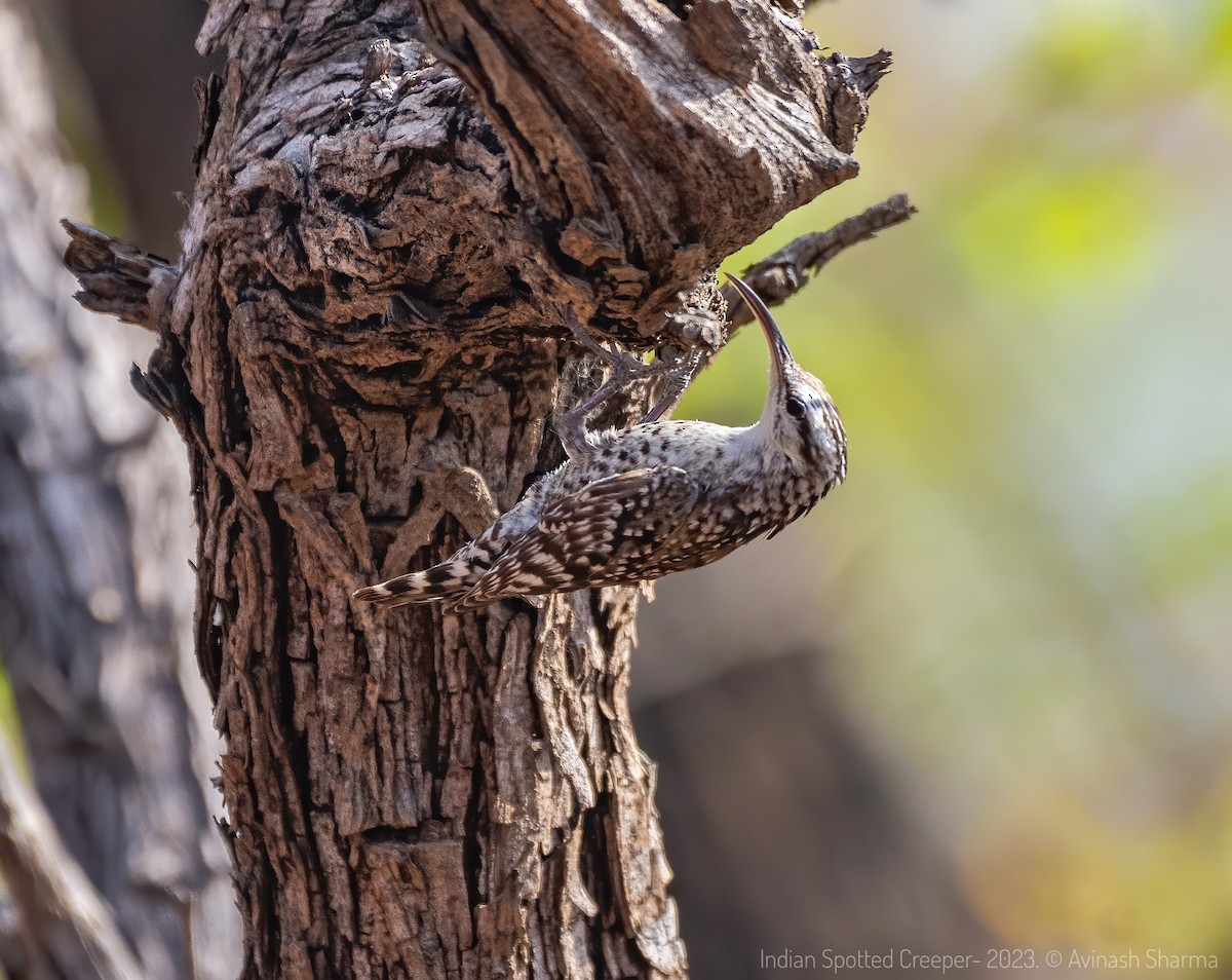 Indian Spotted Creeper - ML552463611