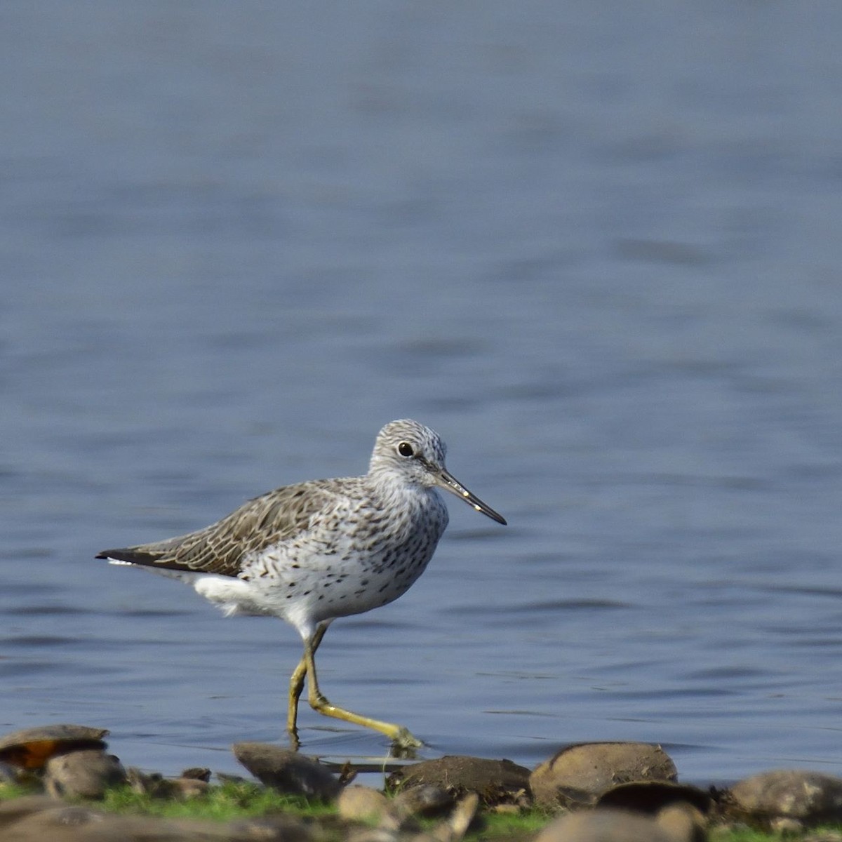 Common Greenshank - ML552464181