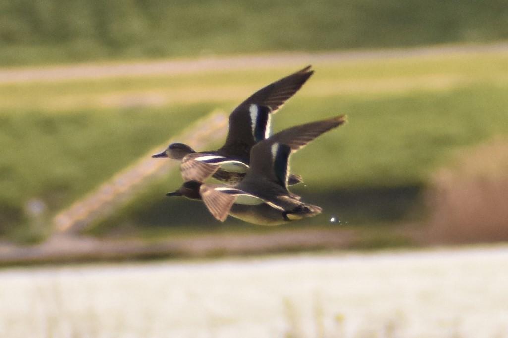 Green-winged Teal (Eurasian) - Aurora Varda