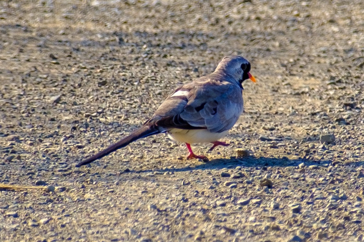 Namaqua Dove - ML552465241